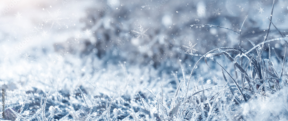 Winter background and winter morning. Frozen grass under the snow, snowflakes and sunlight, rays.