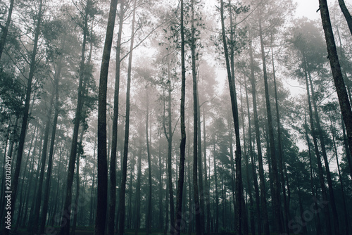 beauty of the forest in the fog