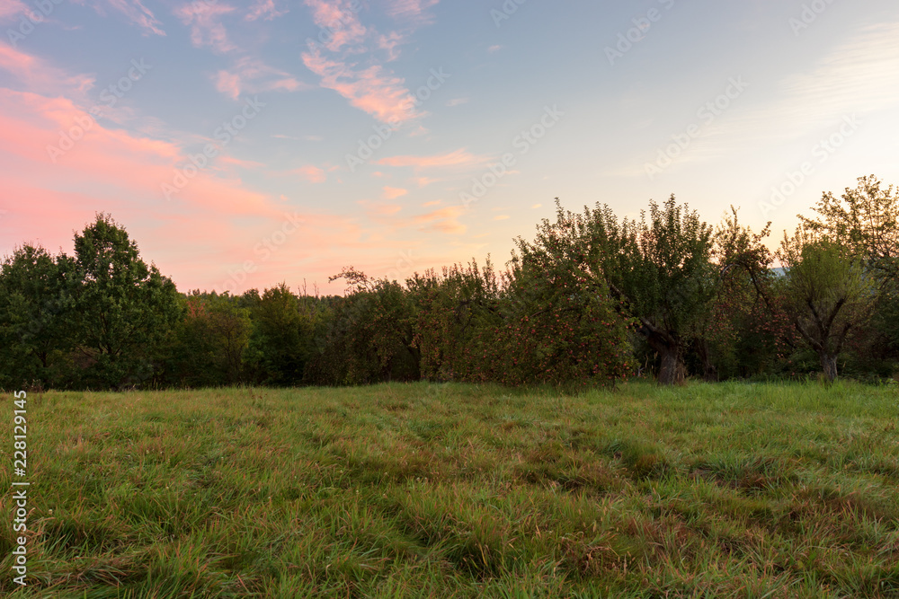 A beautiful, old orchard, in a small village in the south of Poland at dawn A beautiful, old orchard, in a small village in the south of Poland at dawn