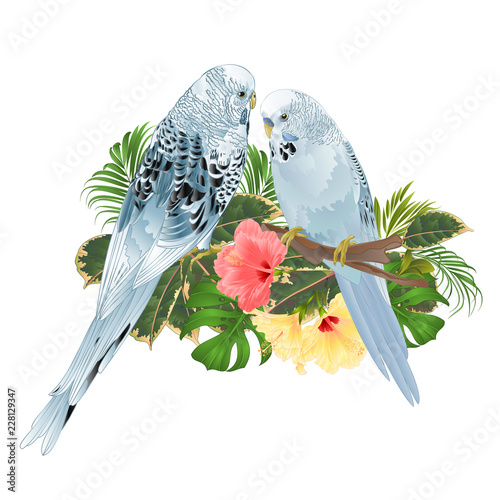 Birds Budgerigars, home pets ,blue pets parakeets  on a branch bouquet with tropical flowers hibiscus, palm,philodendron on a white background vintage vector illustration editable hand draw