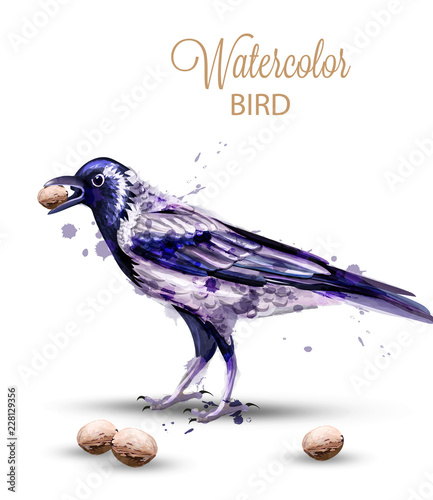 Crow with a nut watercolor Vector. Fall season isolated bird on white backgro...