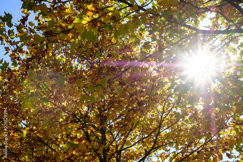Sonnenstrahlen durch Herbstblätter