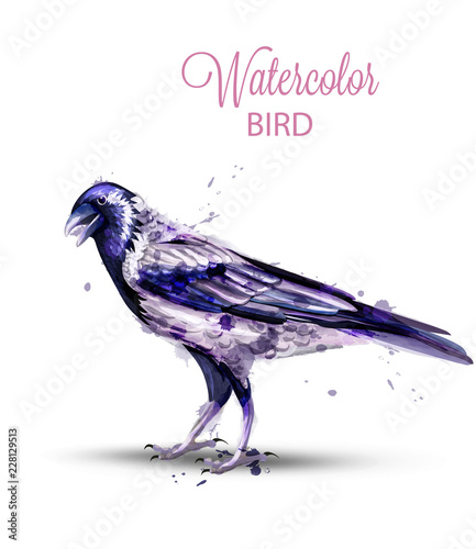 Crow with a nut watercolor Vector. Fall season isolated bird on white backgro...