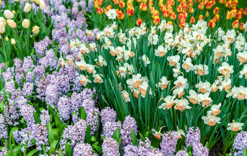 Fototapeta Naklejka Na Ścianę i Meble -  White narcissuses at the Keukenhof spring garden, the Netherlands.