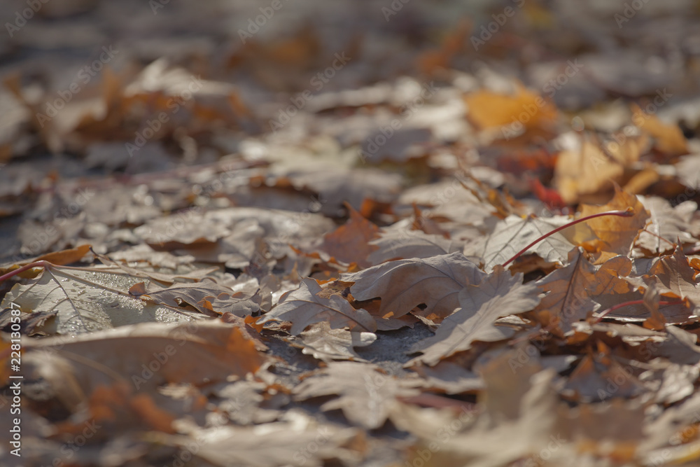 Autumn leafs city street Autumn leafs city street