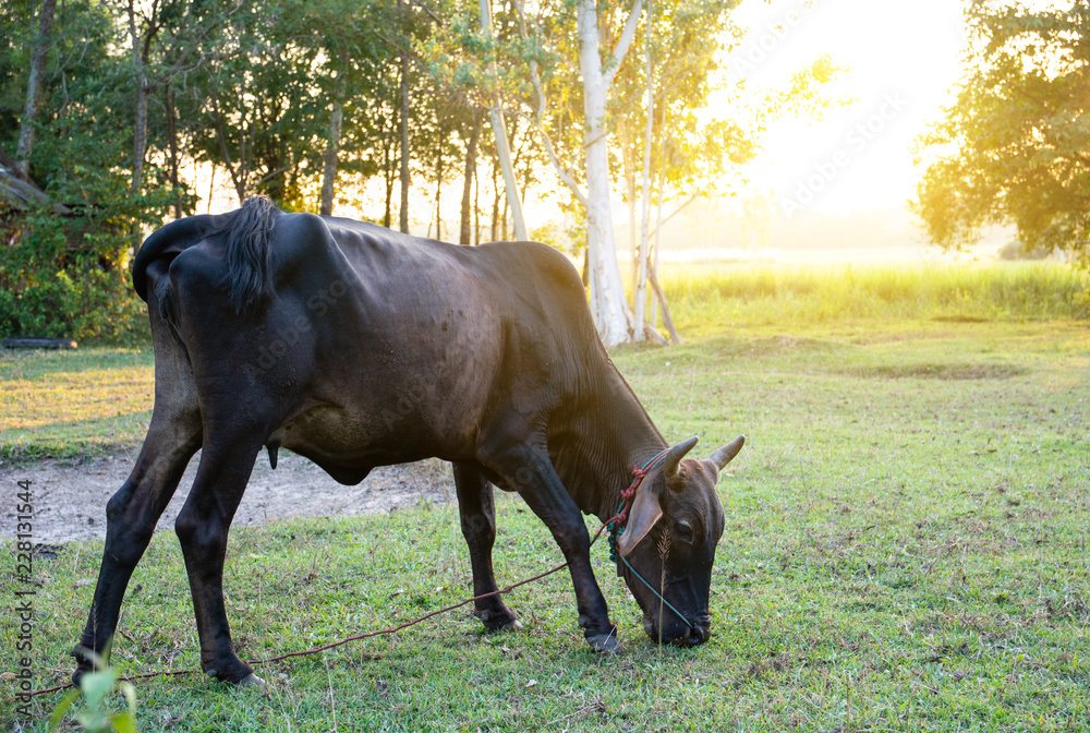 The black cow is eating in the field. On the day the sun is about to fall The black cow is eating in the field. On the day the sun is about to fall
