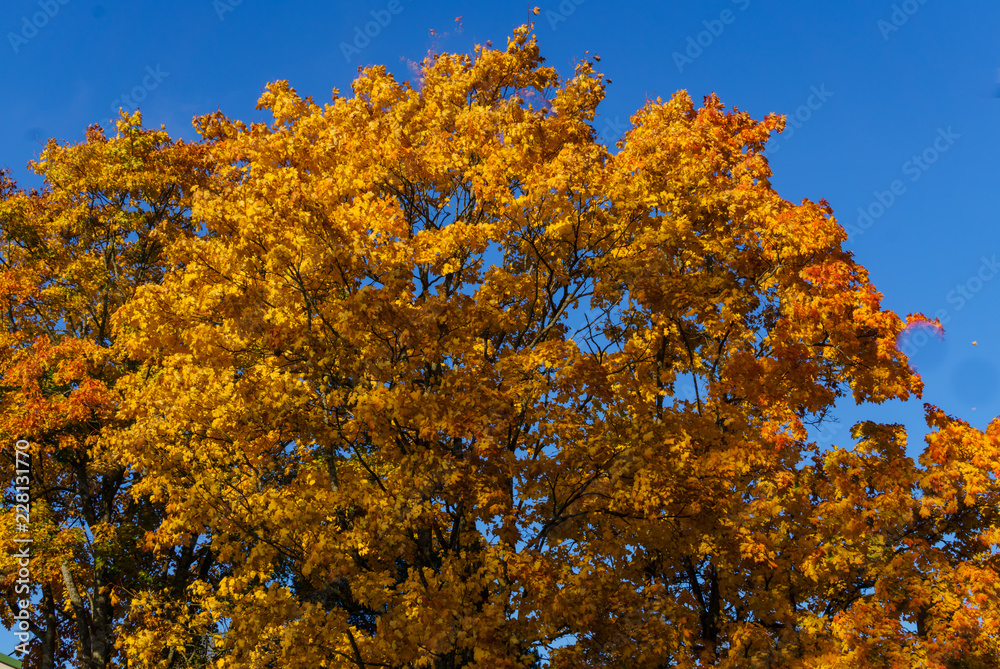 Fototapeta premium maple tree branches with vivid colored leaves against blue sky background,