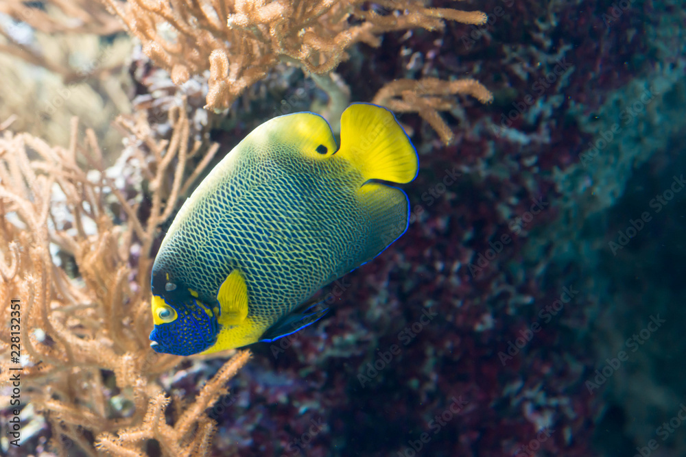 Obraz premium Two spined angelfish, dusky angelfish, or coral beauty a marine angelfish