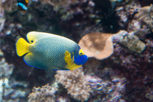  Two spined angelfish, dusky angelfish, or coral beauty a marine angelfish