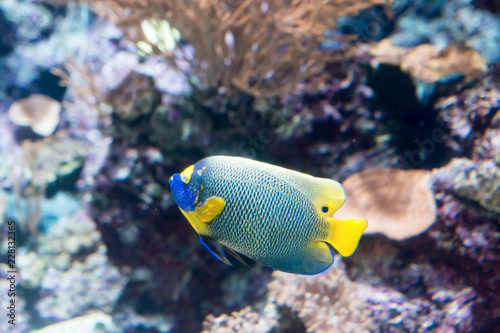  Two spined angelfish, dusky angelfish, or coral beauty a marine angelfish