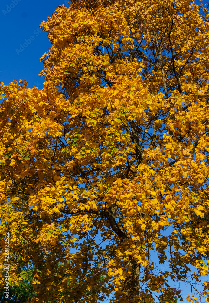 maple tree branches with vivid colored leaves against blue sky background, maple tree branches with vivid colored leaves against blue sky background,