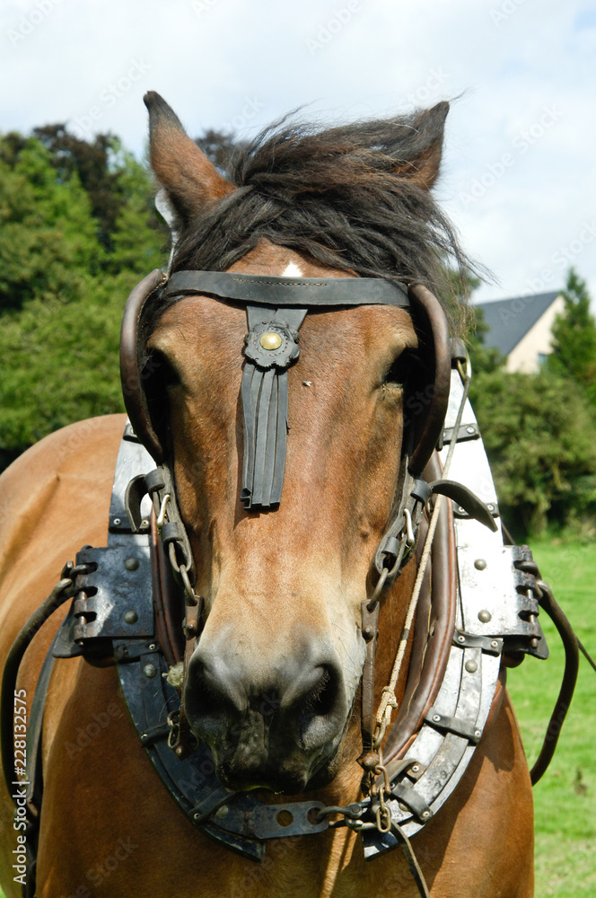 Fototapeta premium cheval de trait