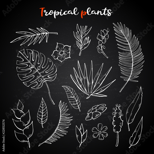 Tropical plants set,collection on a chalk blackboard