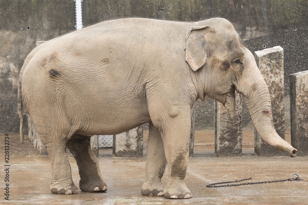 Fototapeta premium 象