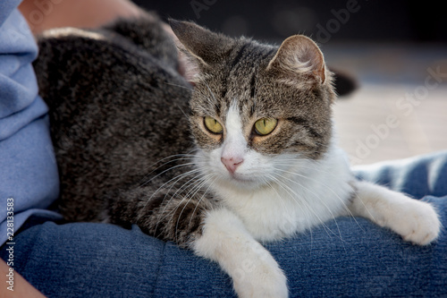 An european cat living in an animal shelter in belgium