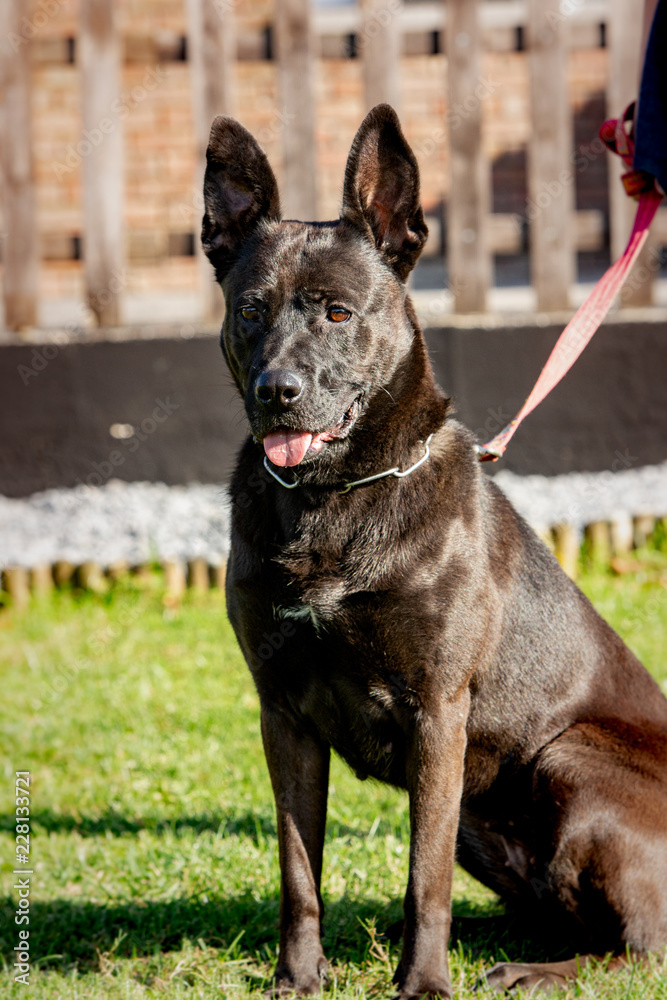 A cross labrador retriever living in an animal shelter in belgium A cross labrador retriever living in an animal shelter in belgium