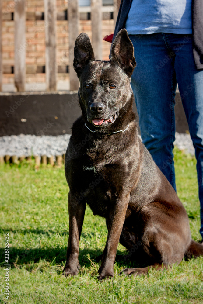 A cross labrador retriever living in an animal shelter in belgium A cross labrador retriever living in an animal shelter in belgium