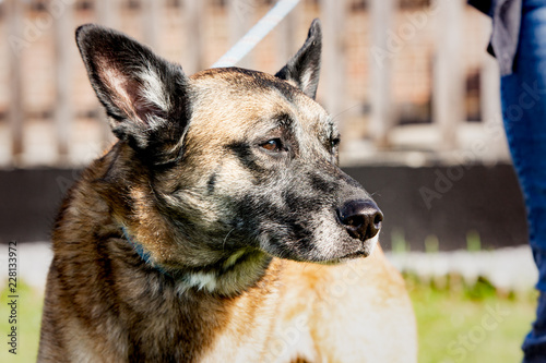 Tableau sur toile A belgian shepherd malinois dog  living in an animal shelter in belgium