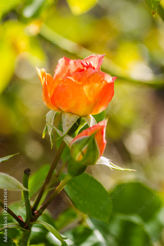 Orange roses is bathed in autumn sunshine Orange roses is bathed in autumn sunshine