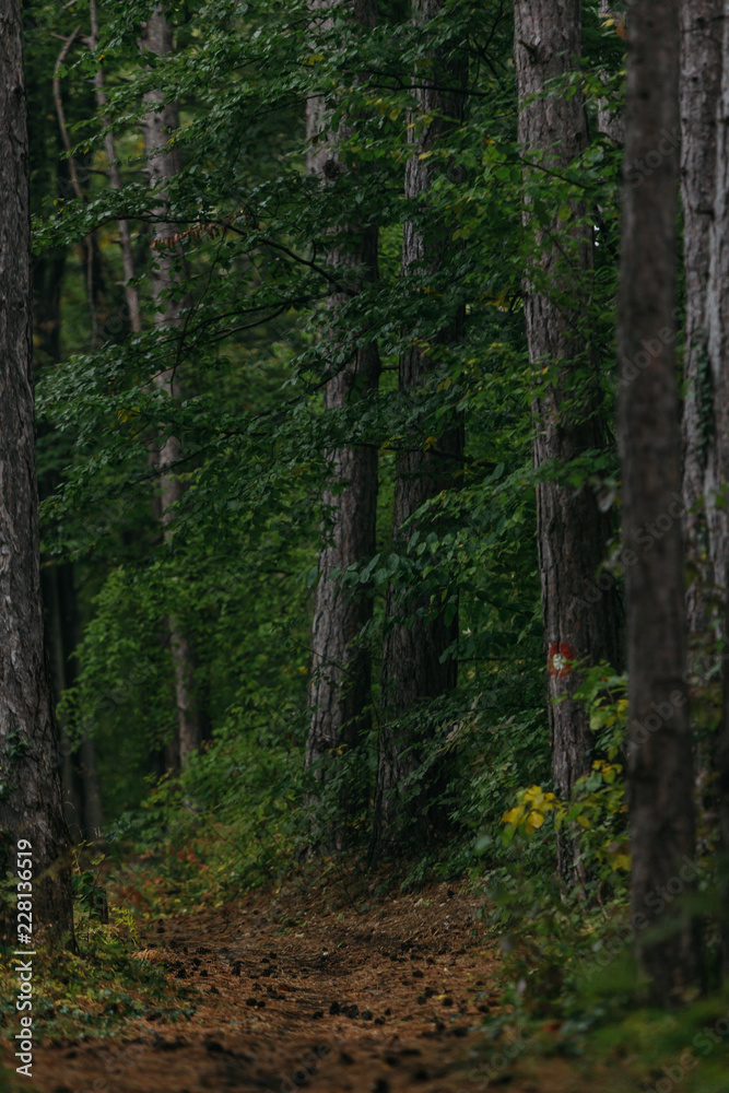 Detail of beautiful trees. Autumn in the forest Detail of beautiful trees. Autumn in the forest