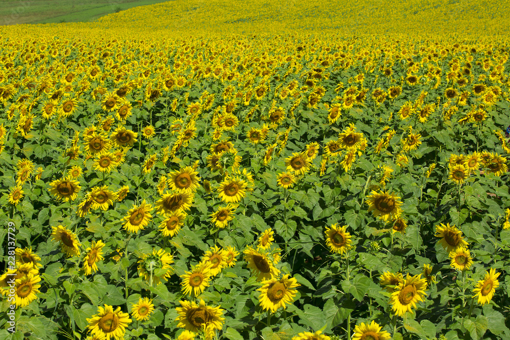 Fototapeta premium Beautiful sunflowers in Thailand.