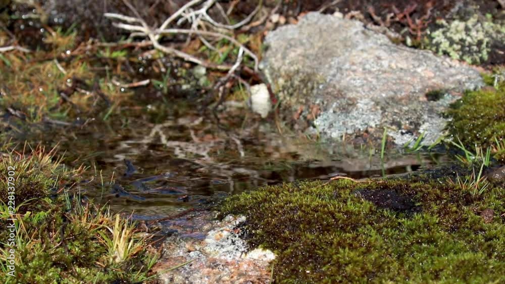 small mountain stream after rain fall on a heather slope in the cairngorms NP during autumn. small mountain stream after rain fall on a heather slope in the cairngorms NP during autumn.