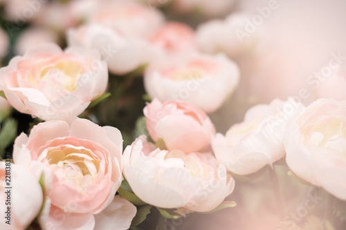 Pink rose flower with copy space for your design, background concept.