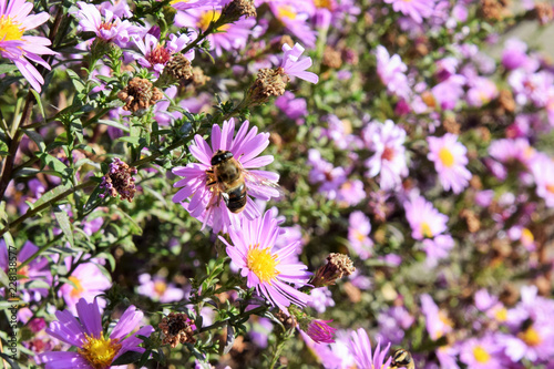 пчела собирает нектар с красивых фиолетовых цветов