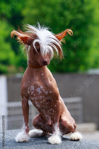 Dog breed Chinese Crested