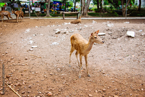 Rusa Deer is staring at tourists who come to feed at Zoo in the military camp Surasia in Kanchanaburi, Thailand. photo