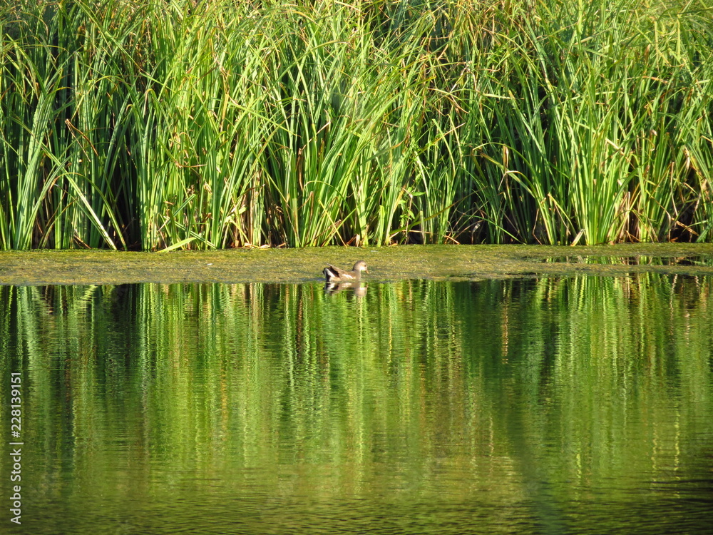 Fototapeta premium lake in forest