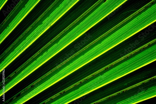 Lines and textures of green palm leaves © sema_srinouljan