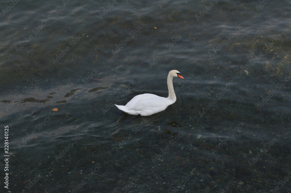 Obraz premium cigno