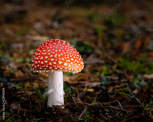 Red fly agaric (Amanita muscaria) in the forest