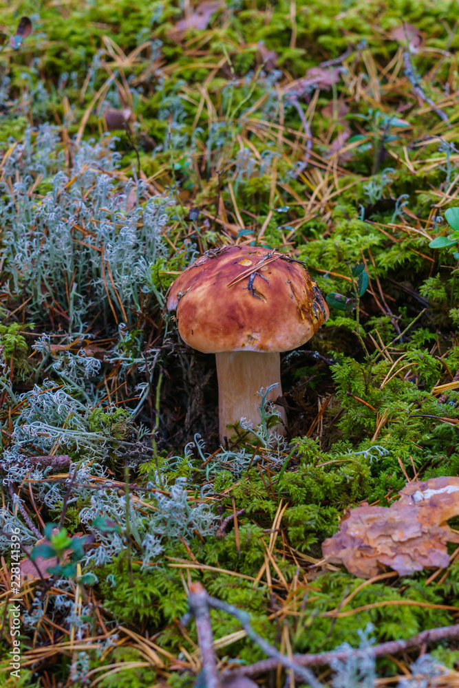 Mushroom Boletus over Wooden Background. Autumn Cep Mushrooms. Cooking delicious organic mushroom. Gourmet food