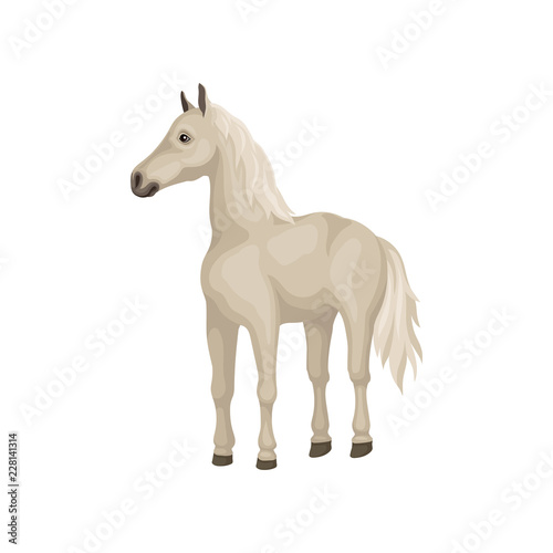 White horse with shiny eyes  flowing mane and long tail. Beautiful animal with hooves. Flat vector design