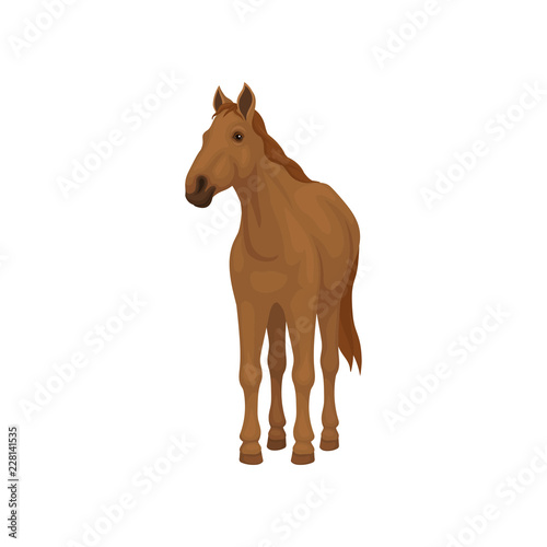 Brown horse standing isolated on white background. Lovely animal with hooves  flowing mane and long tail. Flat vector icon