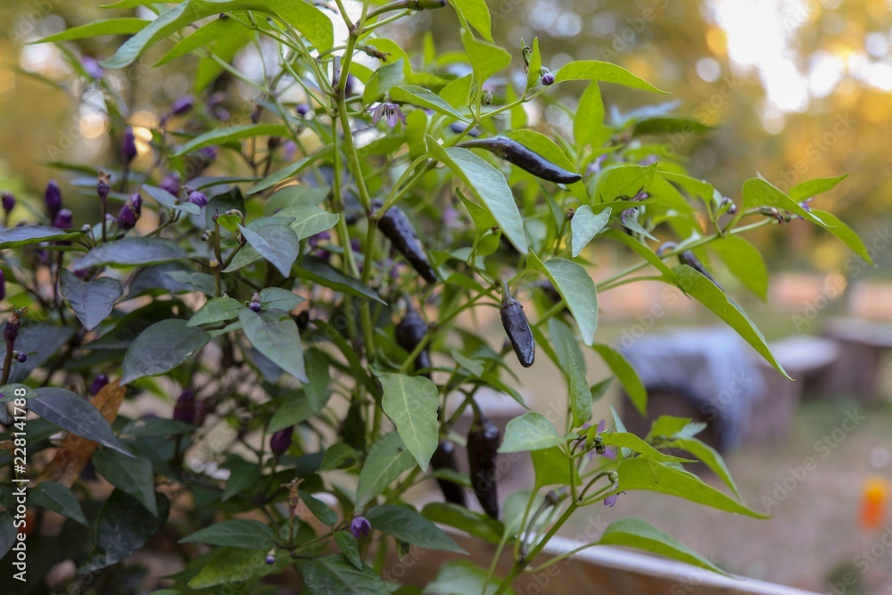 vegetable garden