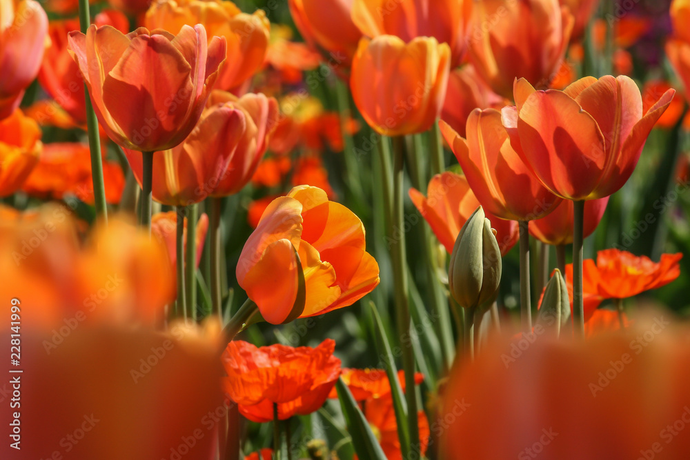 Feld mit roten Tulpen Feld mit roten Tulpen