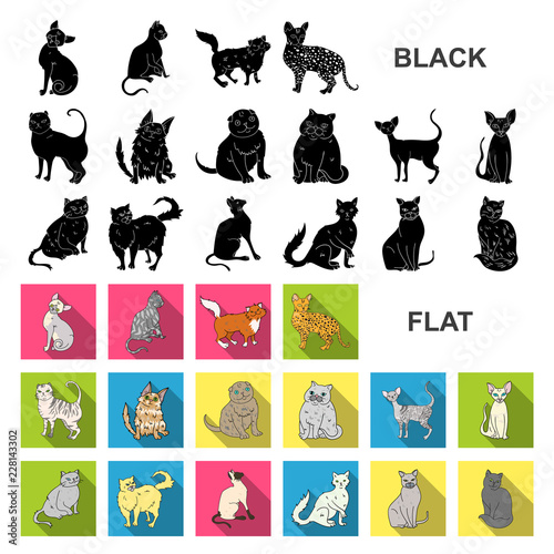 Breeds of cats flat icons in set collection for design. Pet cat vector symbol stock web illustration.