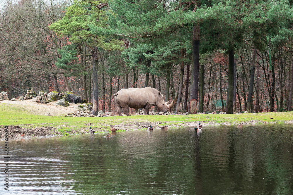Fototapeta premium Nosorożec na skraju kałuży w zoo