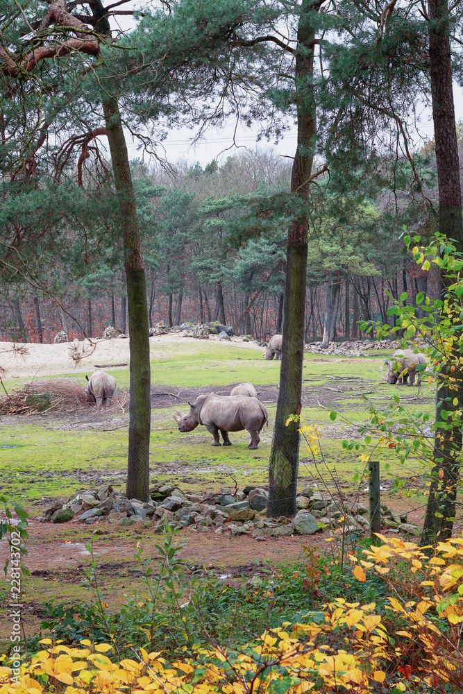 Fototapeta premium Grupa nosorożców pasących się na łące w zoo