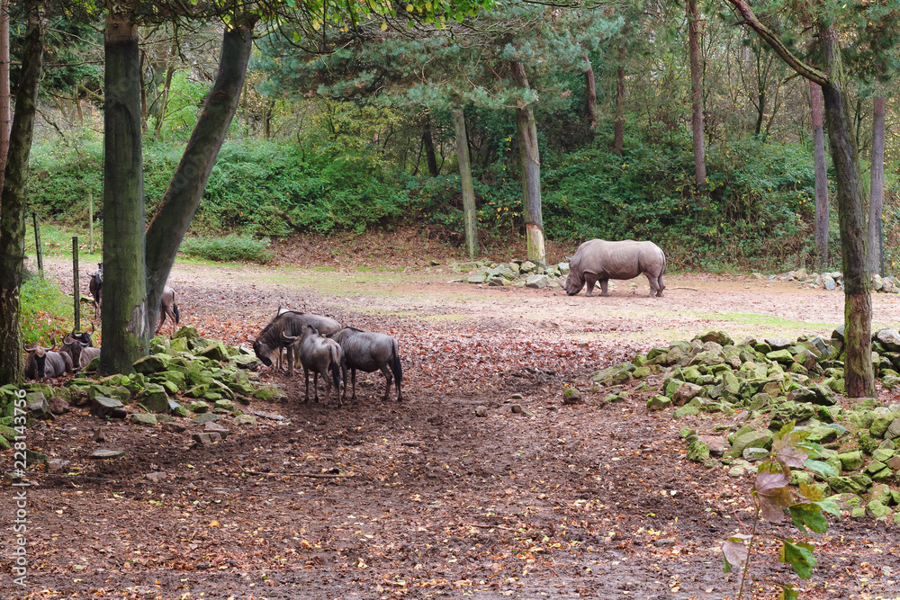 Fototapeta premium Nosorożec szuka pożywienia między grupą gnu w zoo