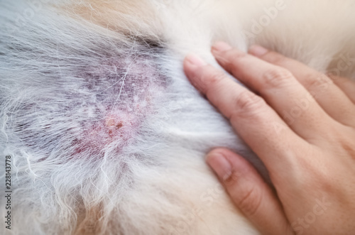 The Dermatitis in dog,show disease on dog skin © Watcharin