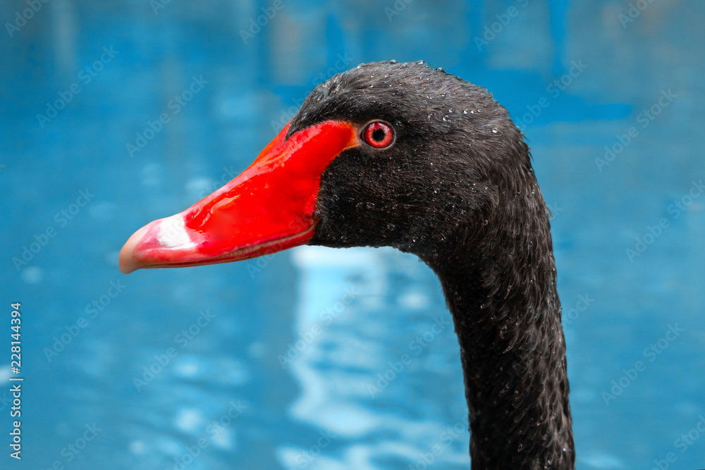 Fototapeta premium a black swan head close up portrait