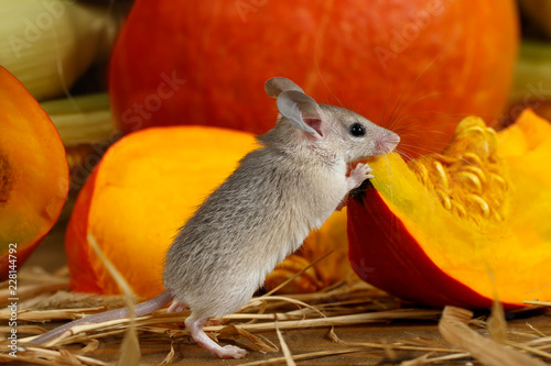 Close-up small mouse stands  on its hind legs near piece of red pumpkin on hardwood floor in storehouse.