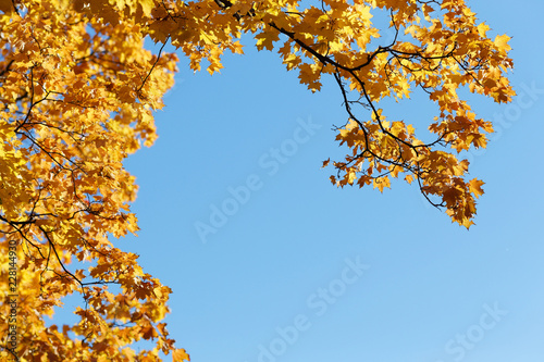 Autumn copyspace. Blue sky and maple branch.
