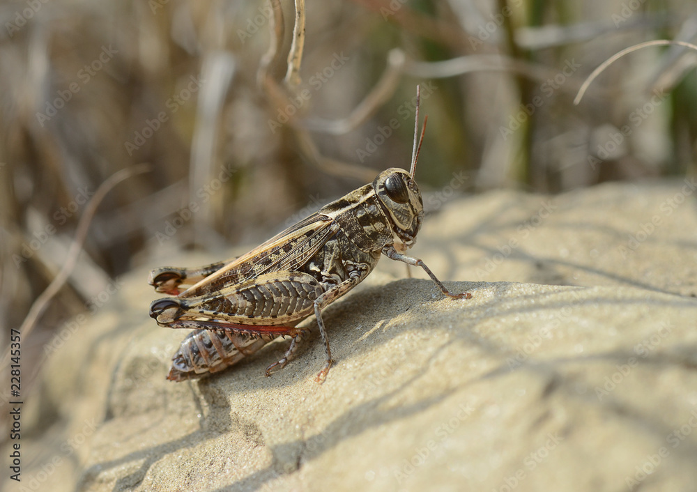 Tuscany, Italy, October 2018, grasshopper stands over a stone heated by the sun rays Tuscany, Italy, October 2018, grasshopper stands over a stone heated by the sun rays