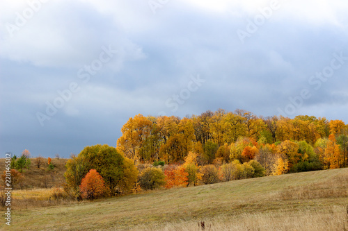 Autumn forest in the afternoon