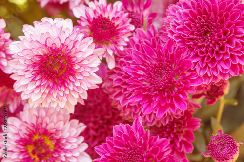 Colorful flowers chrysanthemum made with gradient for background Abstract texture Soft and Blurred style.postcard.